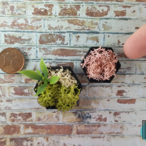 Coppia quadri esagonali neri con giardino verticale